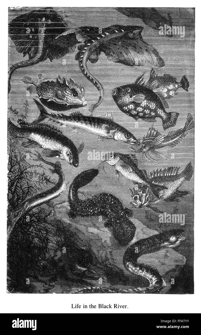 VERNE: 20.000 leguas. /N'La vida en el Río Negro": el grabado en madera después de un dibujo por Alphonse de Neuville desde una edición 1870 de Julio Verne, "Veinte mil leguas bajo el mar". Foto de stock