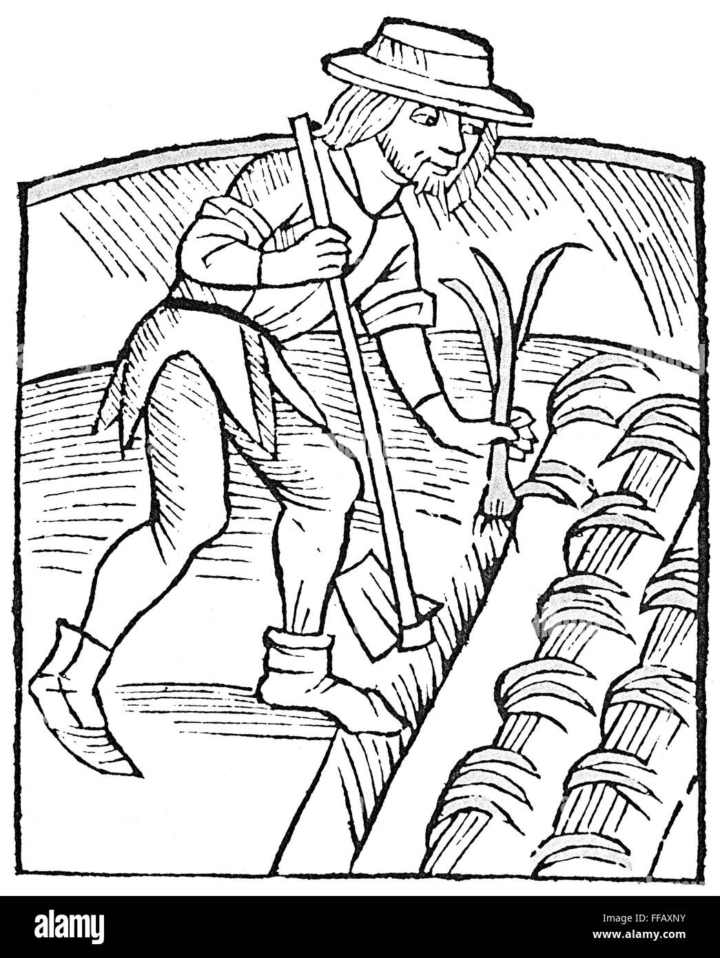 Jardinero plantando puerros. /NWoodcut de 'Dcomo Buch von Pflantzung' por Petrus de Crescentiis, Strassburg, Alemania, 1512. Foto de stock