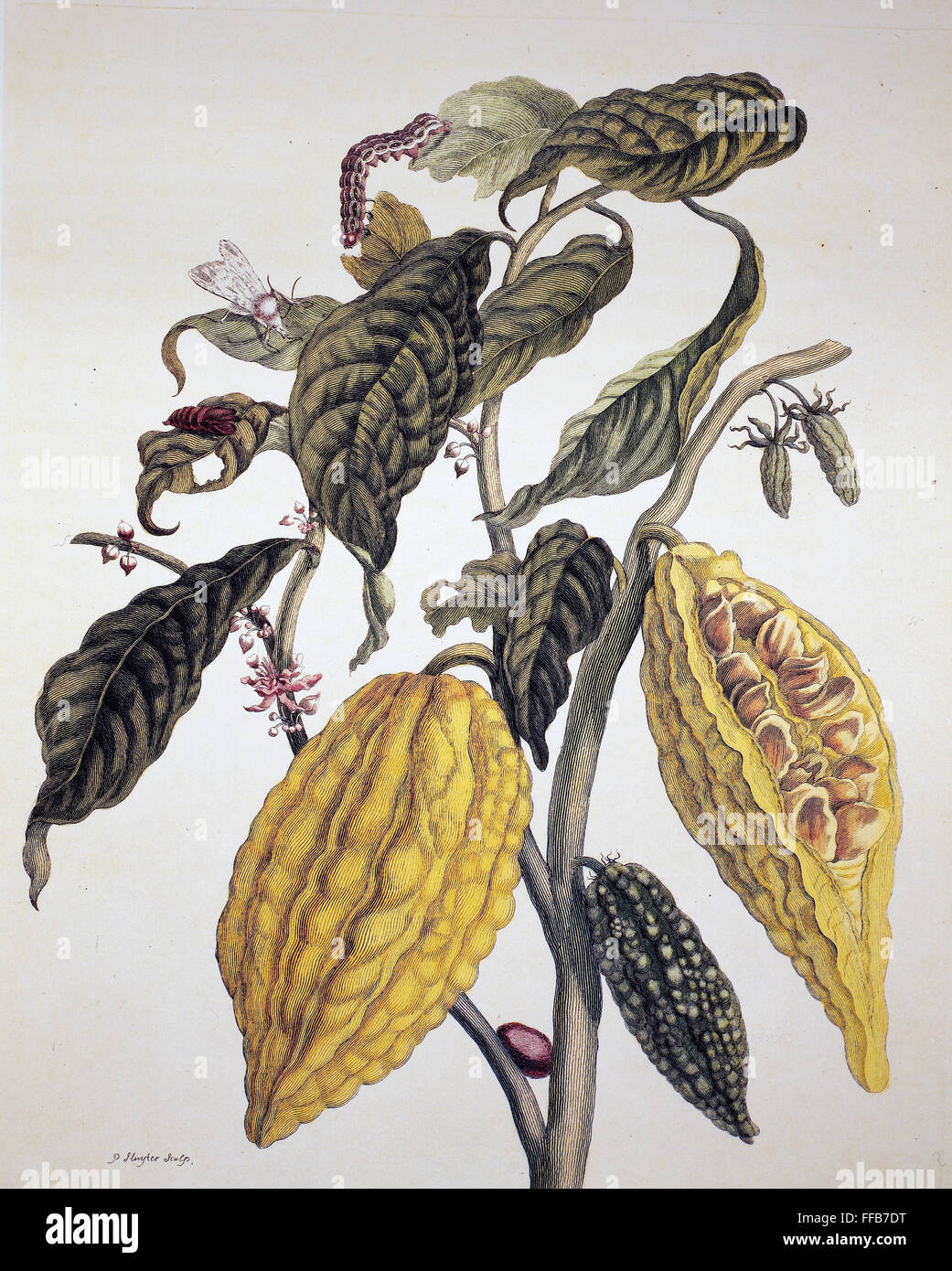 Cacao. /NBranch de un árbol de cacao (Theobroma cacao). Grabado de línea por P. Sluyter después un dibujo por Maria Sibylla Merian, de Merian es 'De metamorphosibus insectorum Surinamensium", 1705. Foto de stock