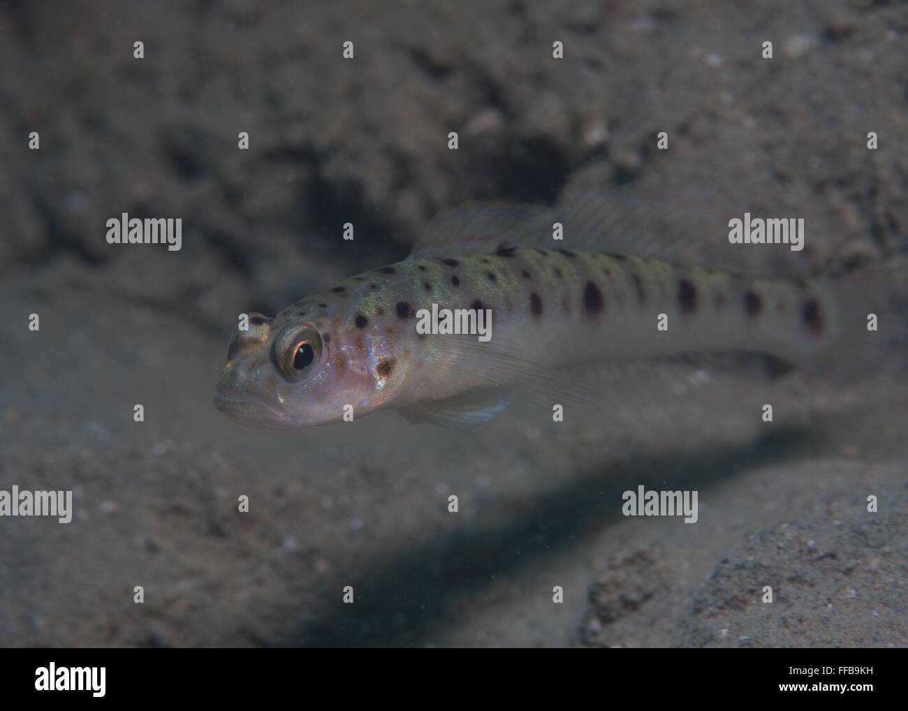 Ambanoro Shrimpgoby pueden encontrarse en las aguas someras de Liloan,Cebu, Filipinas Foto de stock