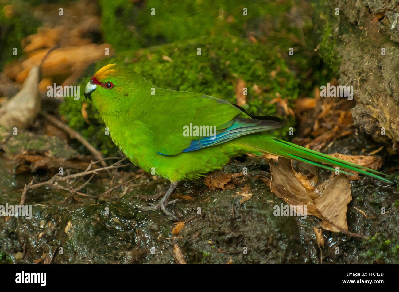 Amarillo-perico, Cyanoramphus auriceps coronado, Motuara Island, sonidos de Marlborough, Nueva Zelanda Foto de stock