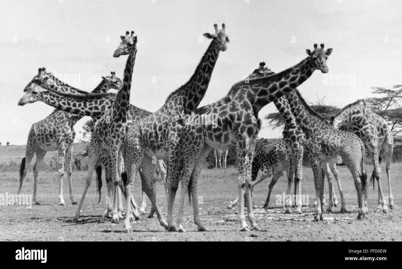 África oriental: las jirafas. /NPhotographed del siglo XX. Foto de stock
