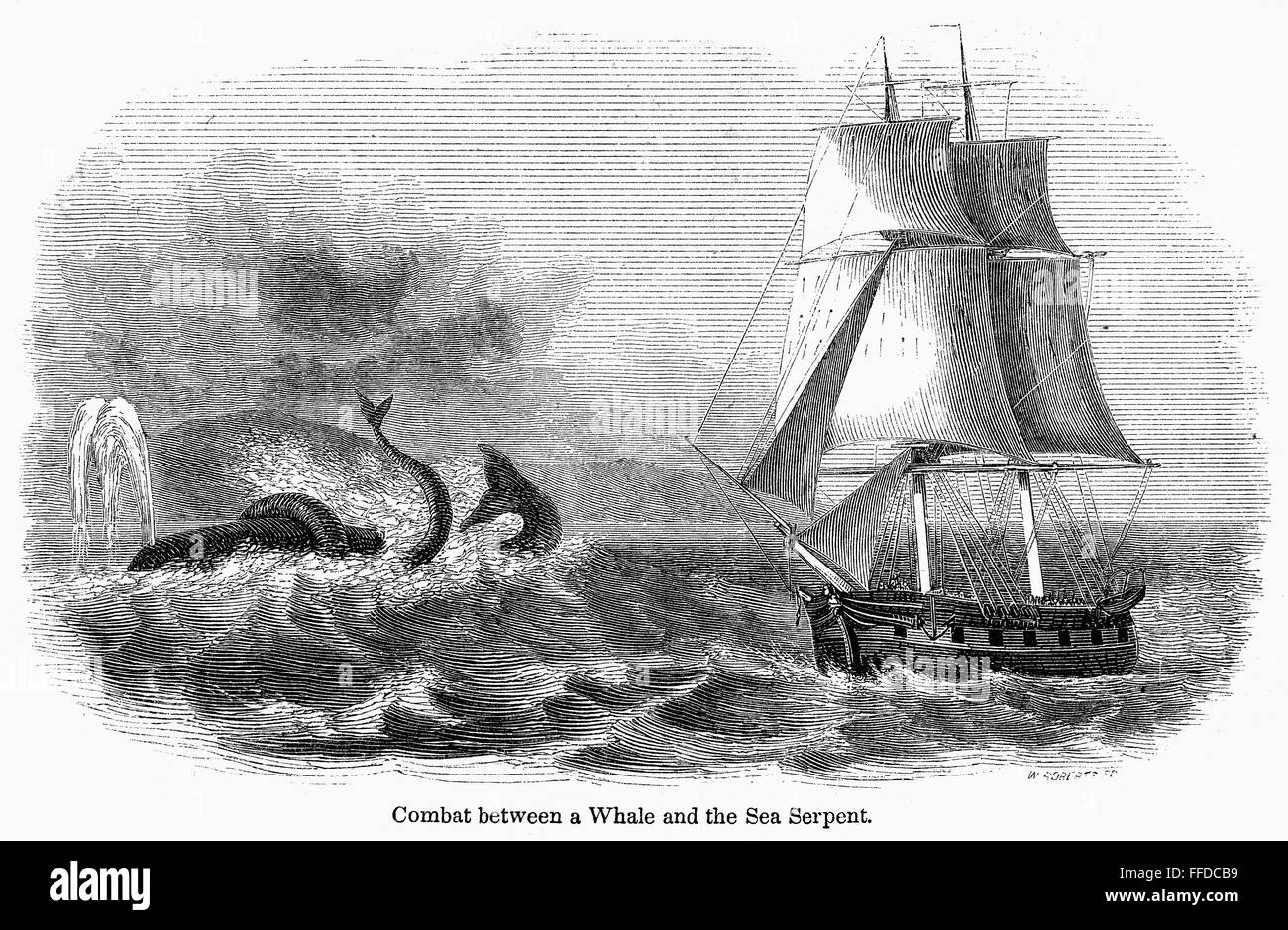 Ballenas en combate