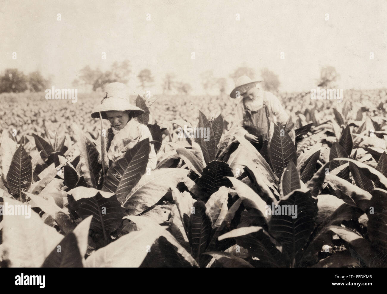 Maquinaria Antigua Para El Cultivo Del Tabaco