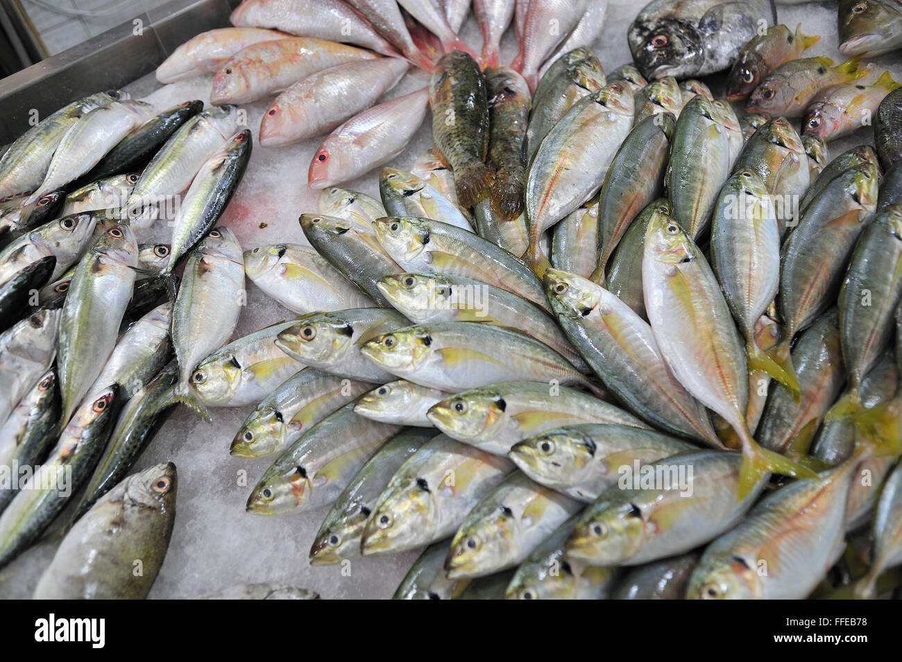 Para la venta de pescado fresco en el Metro Gaisano supermercado centro Ayala Cebu, Filipinas Foto de stock