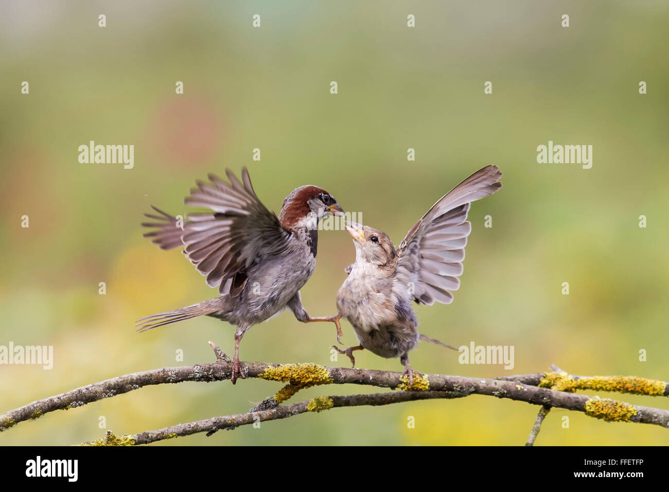 Dos pájaros par los gorriones lucha brawl machos rama del árbol de  primavera sus alas de plumas de pies de picos Fotografía de stock - Alamy
