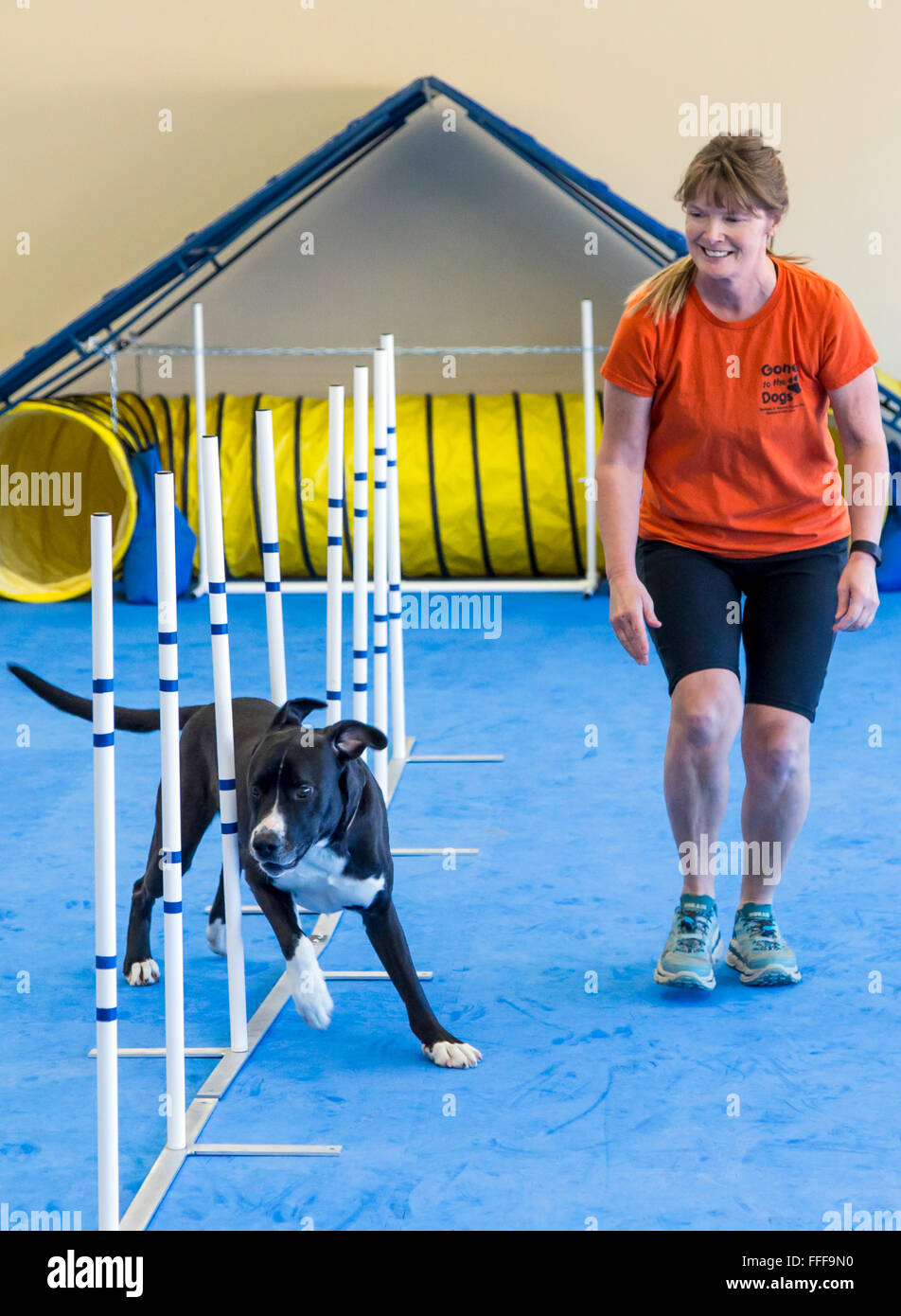 Formación profesional dog handler hembra perro a ejecutar a través de slalom carrera de obstáculos Foto de stock