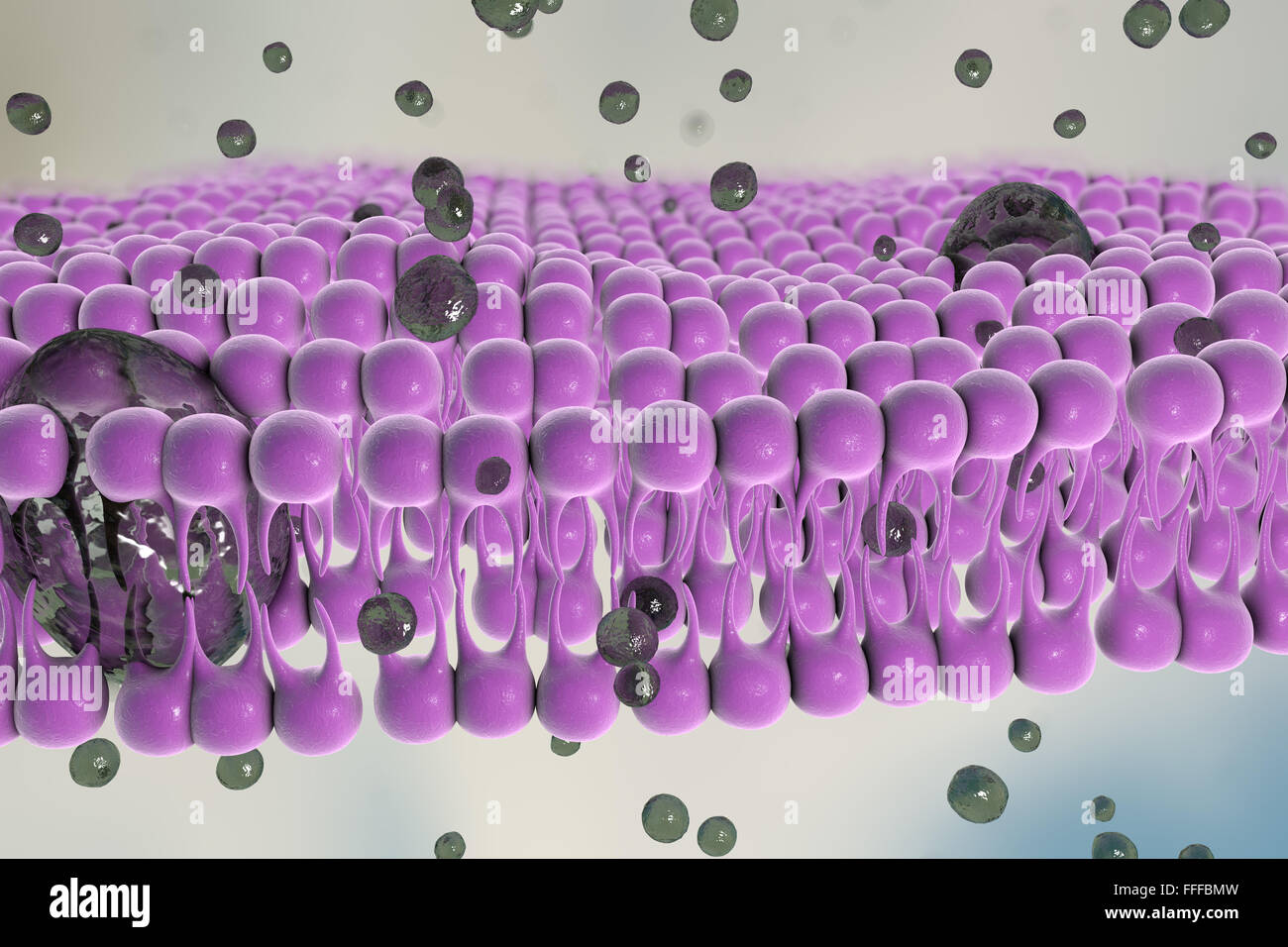 Membrana plasmática. Ilustración de la estructura de la membrana plasmática que rodea las células. La membrana es una de bilayer Foto de stock