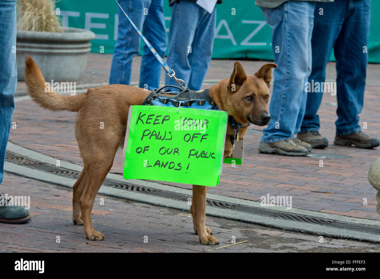 Perro vistiendo pancarta a favor de tierras públicas rally caminando por las calles de Boise, Idaho, en enero de 2016 Foto de stock