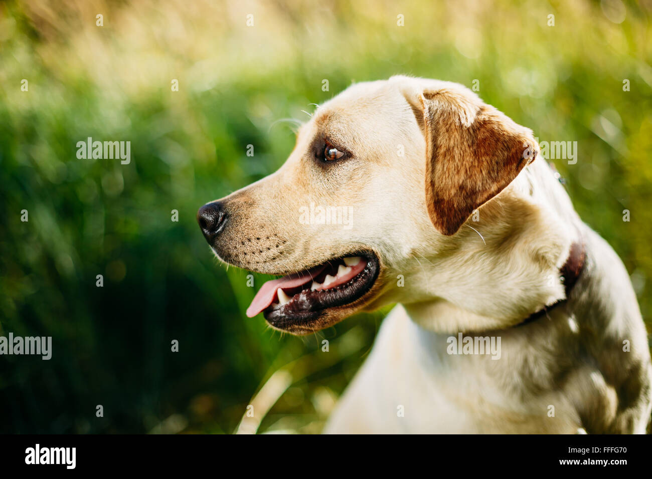Cerrar Cara de Perro Labrador Retriever blanco divertido sentarse en la hierba verde Foto de stock