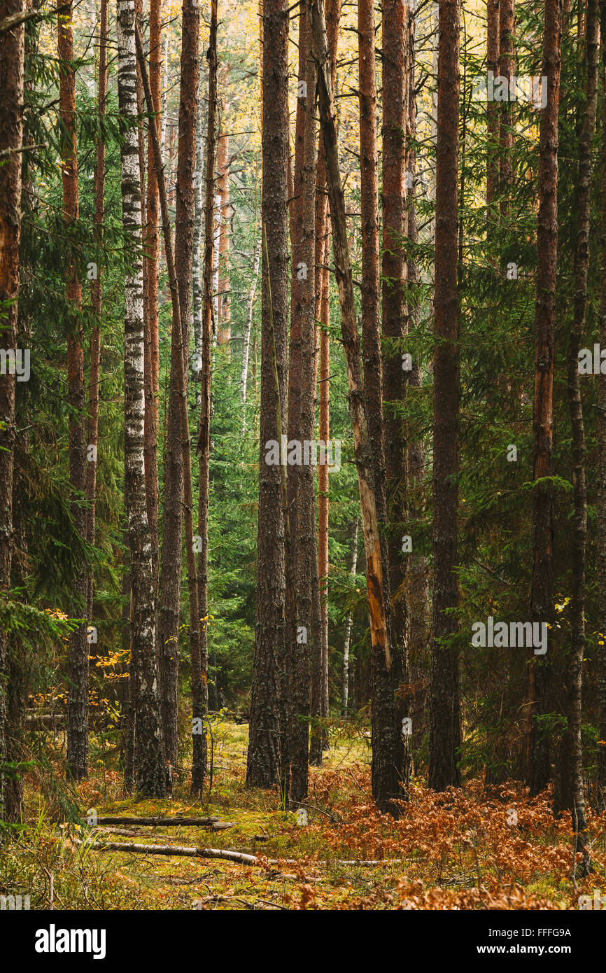 Salvajes otoño reserva forestal de coníferas. Federación de naturaleza Foto de stock