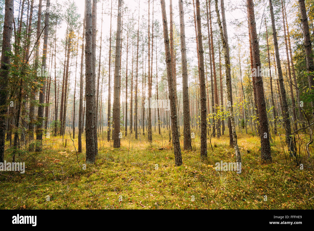 Salvajes otoño reserva forestal de coníferas. Naturaleza de Bielorrusia Foto de stock