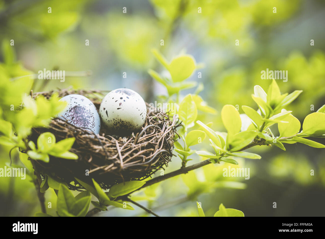 Nido de pájaro en la rama de pascua con huevos de Pascua Foto de stock