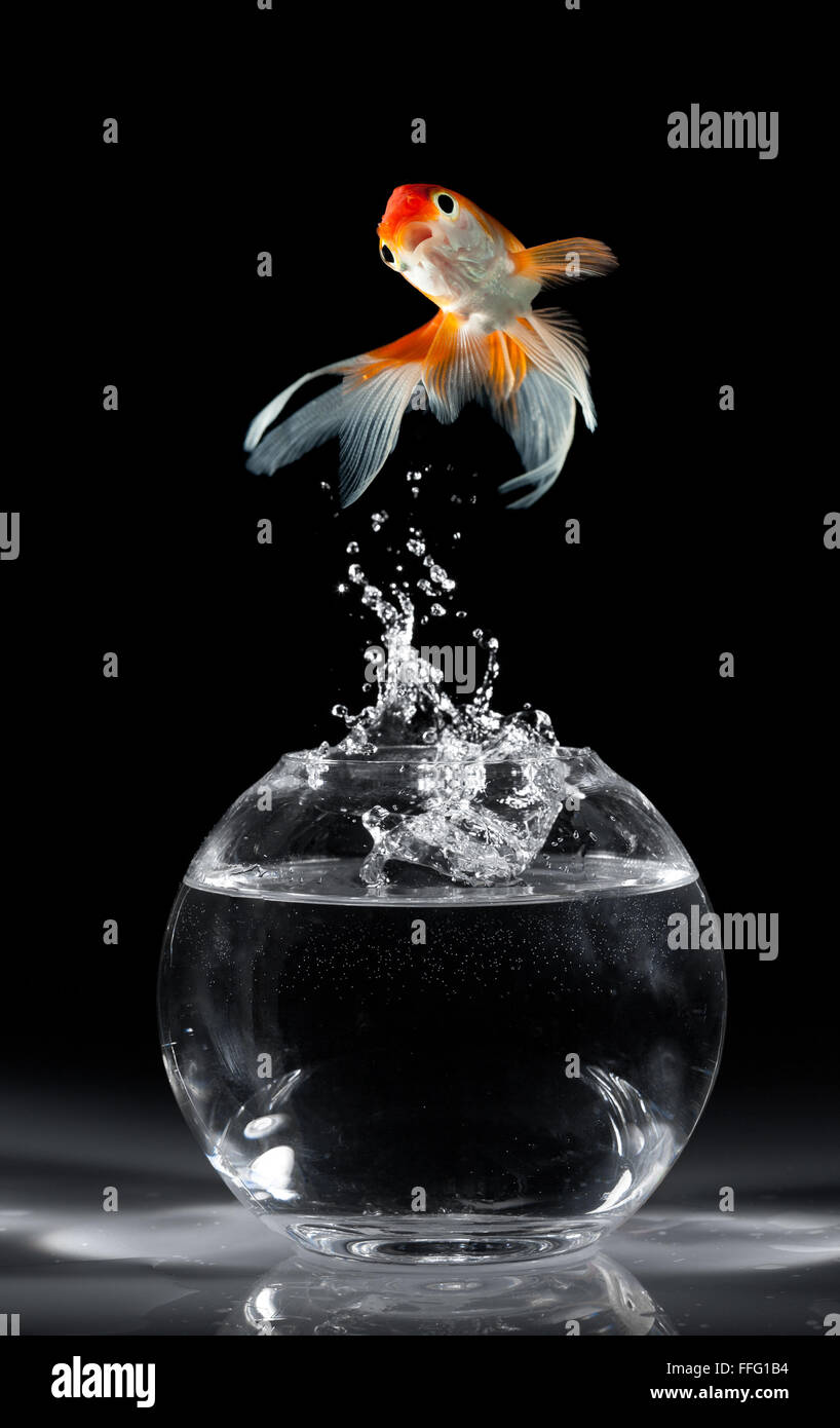 Goldfish salta hacia arriba desde un acuario sobre un fondo oscuro Foto de stock