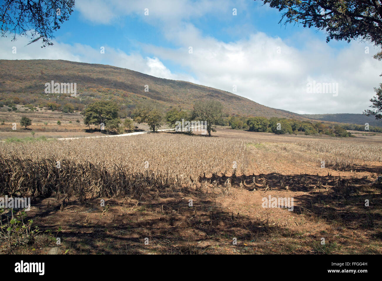 Asunción Nochixtlán, Oaxaca, México - campos de maíz en la estación seca en las montañas arriba Nochixlán. Foto de stock