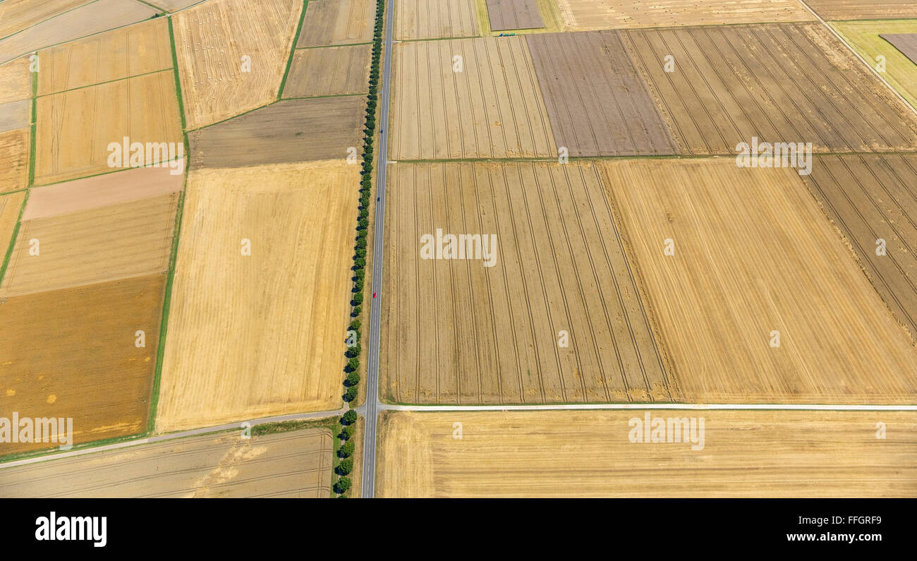 Vista aérea, cosechados en la milpa, campos amarillos, parcelas avenida arbolada, en los campos de maíz, la agricultura, la agricultura, Limburgo Foto de stock