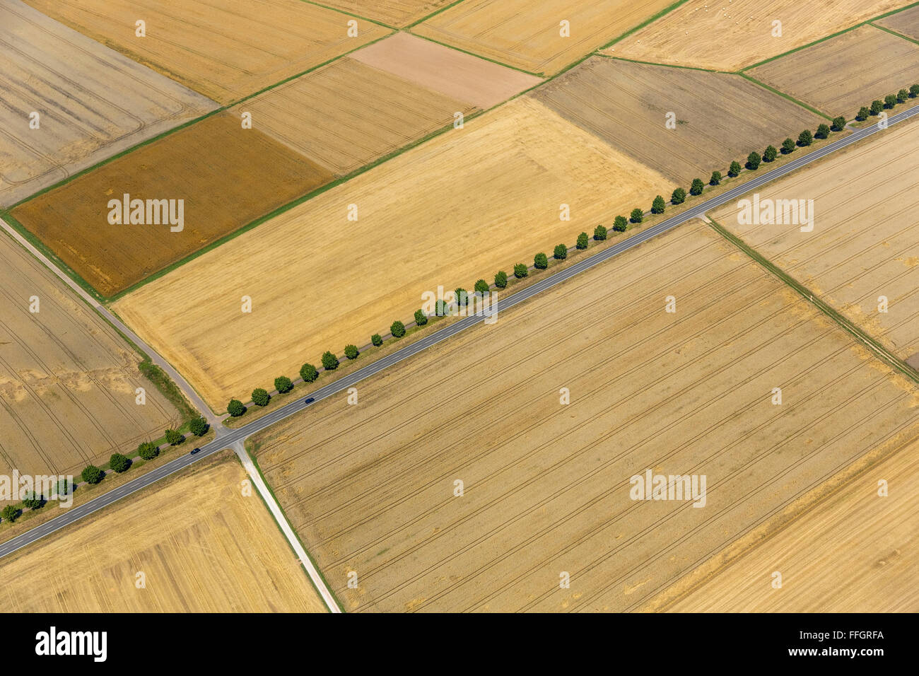 Vista aérea, cosechados en la milpa, campos amarillos, parcelas avenida arbolada, en los campos de maíz, la agricultura, la agricultura, Limburgo Foto de stock