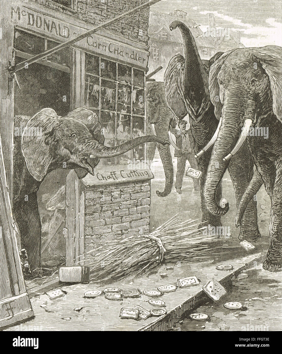 Los elefantes corriendo furiosamente en la ciudad 1900 Foto de stock