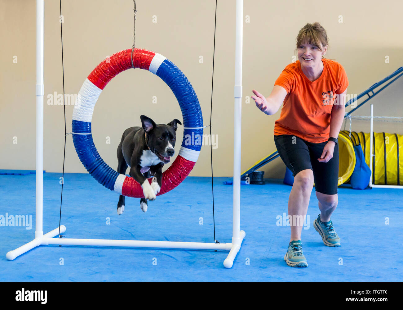 Formación profesional dog handler hembra perro salte a través de hoop obstáculo Foto de stock