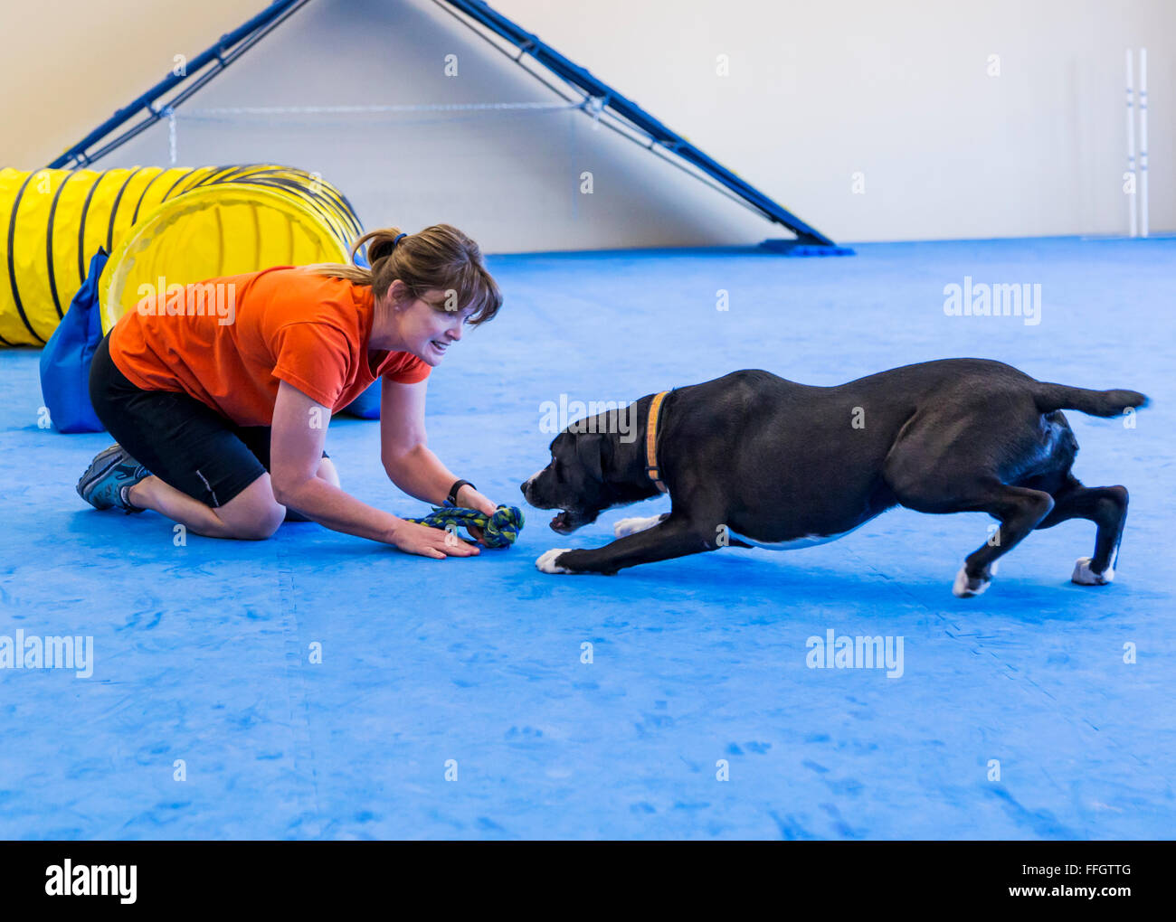 Formación profesional dog handler hembra blanco y negro perro de raza mixta Foto de stock