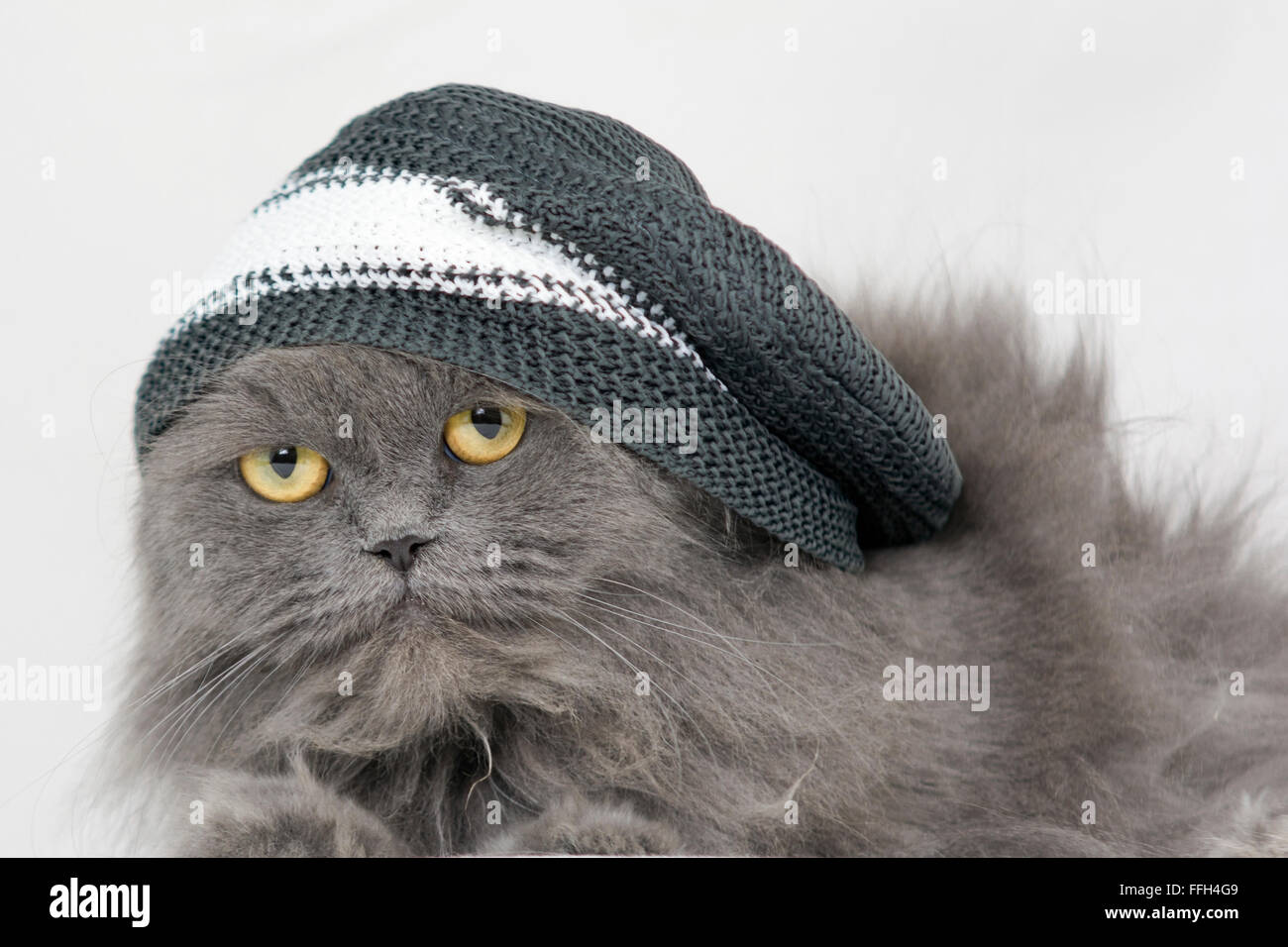 Gato persa de pelo largo fotografías e imágenes de alta resolución - Alamy