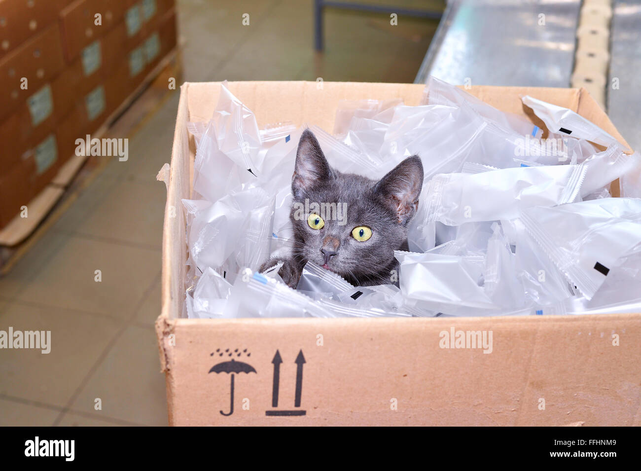 Gato negro sentado en una caja de cartón de embalaje incluidos bolsas en la fábrica para la producción de jabón. Foto de stock