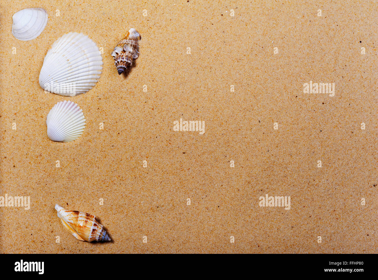 Conchas de Mar en una playa de arena. Foto de stock