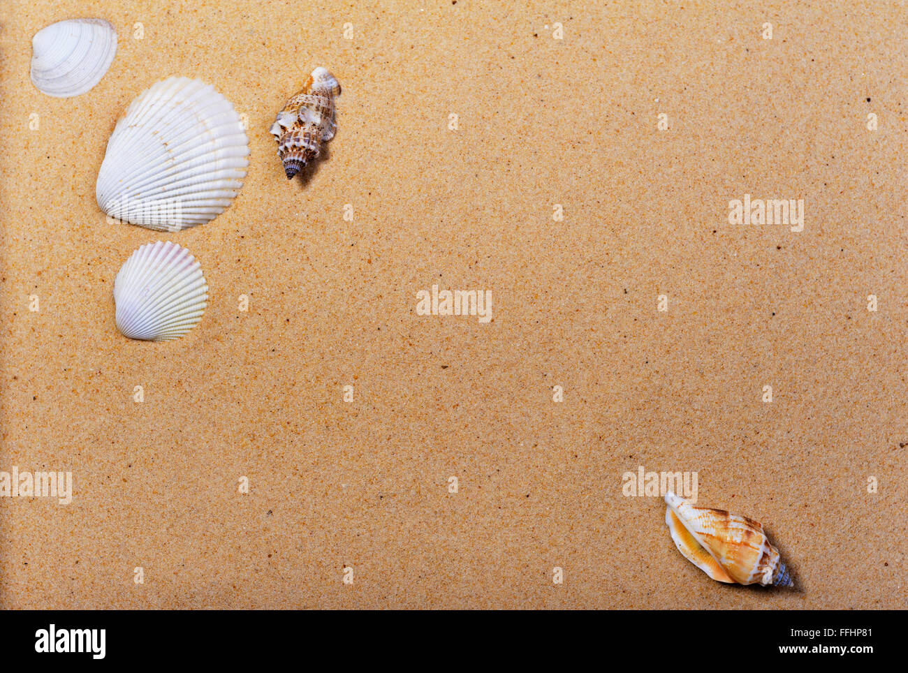 Conchas de Mar en una playa de arena. Foto de stock
