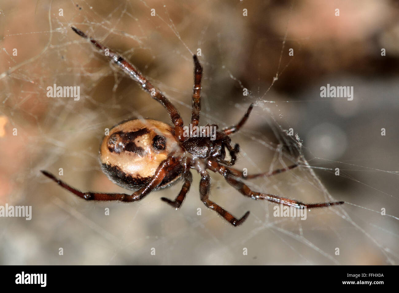 Mostrando epigyne Steatoda bipunctata femeninos. Una mujer araña en la familia Theridiidae, mostrando apertura reproductiva femenina Foto de stock