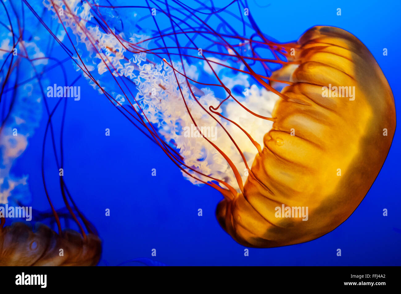 Medusas Foto de stock