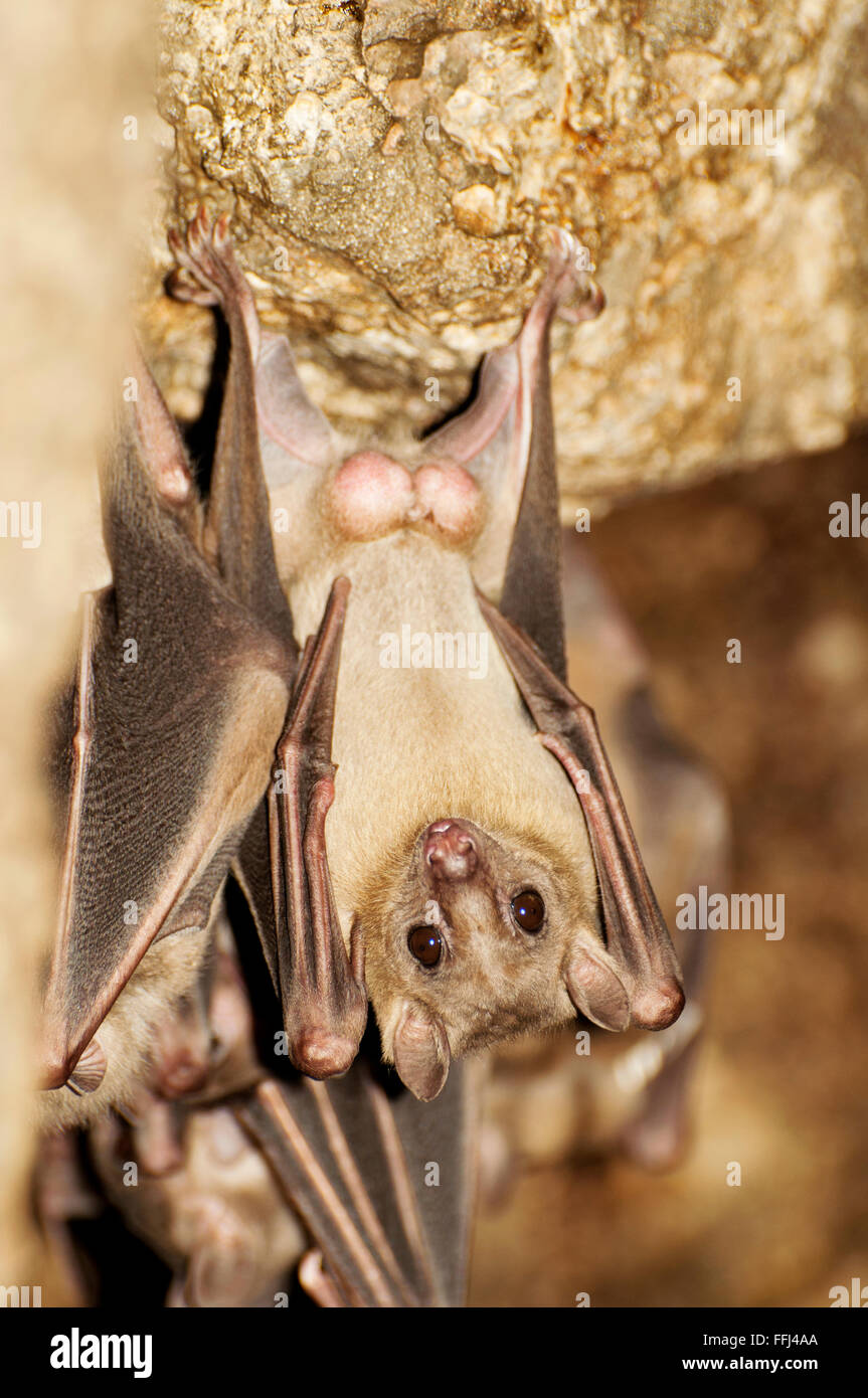 Fruit Bat egipcio colgando en una cueva Foto de stock