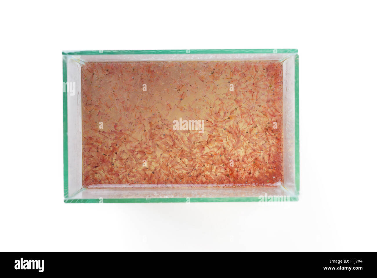 Vista superior de la artemia plancton en el tanque de vidrio Foto de stock