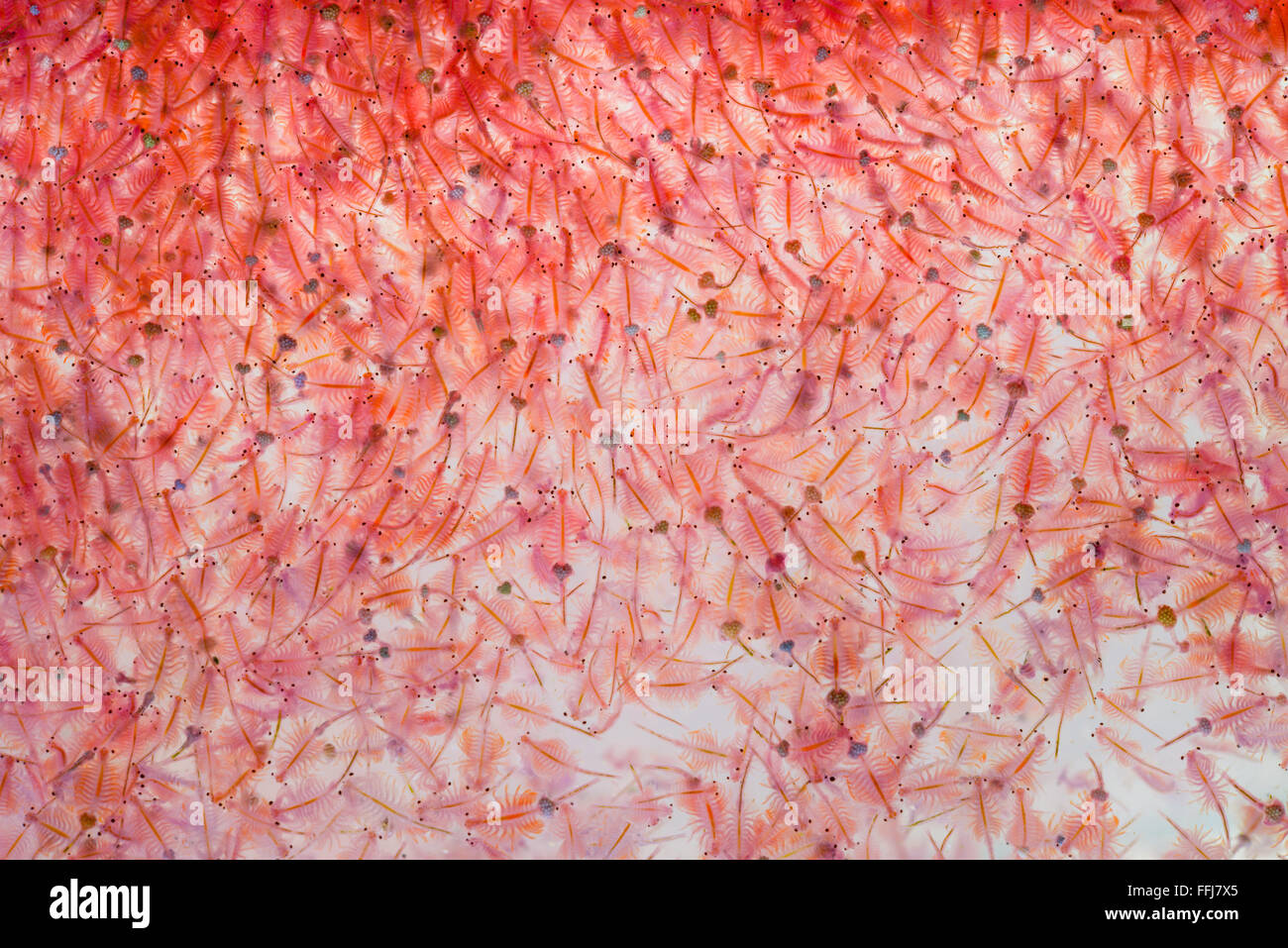 Plancton Artemia Artemia salina Foto de stock