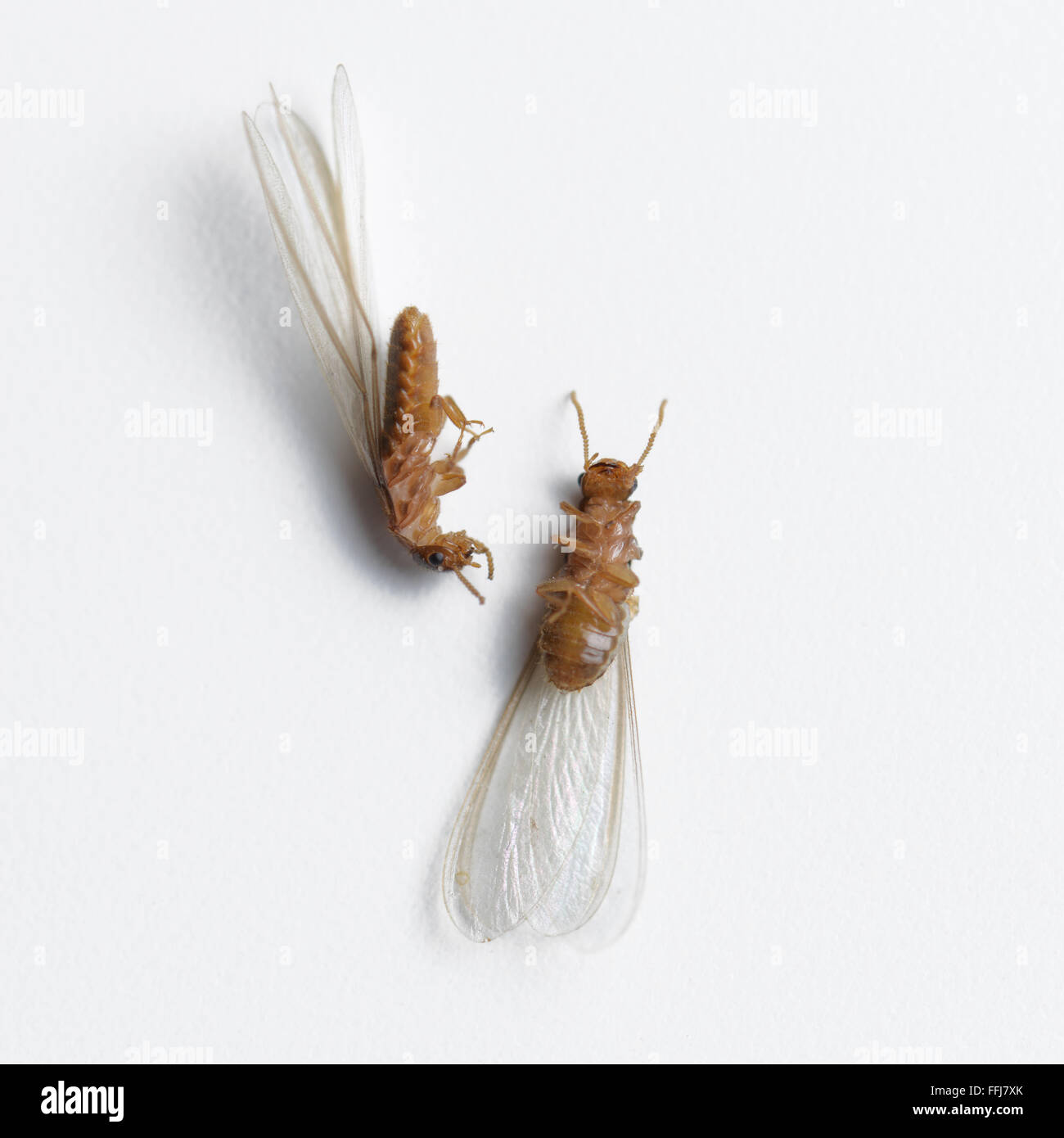 La termita muertos ant blanco sobre fondo blanco. Foto de stock