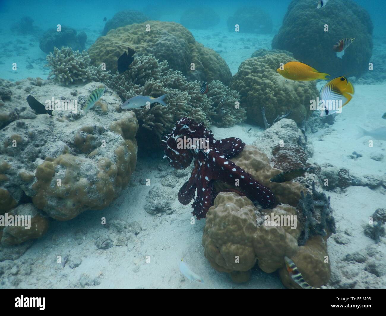 Un hermoso pulpo grande sobre un arrecife de coral. Esta imagen fue capturado en la costa de Guam. Foto de stock