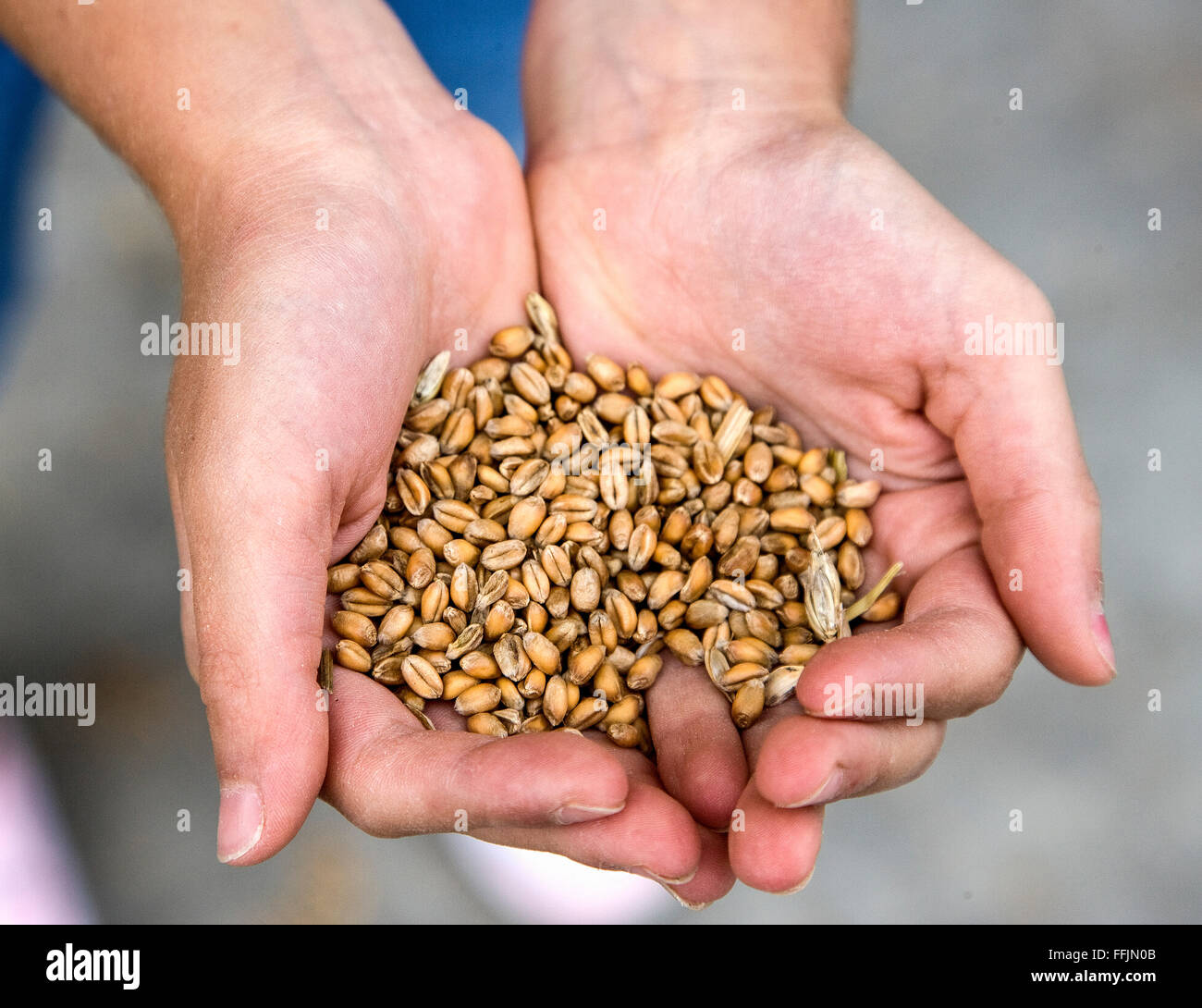 Un puñado de grano de trigo Foto de stock