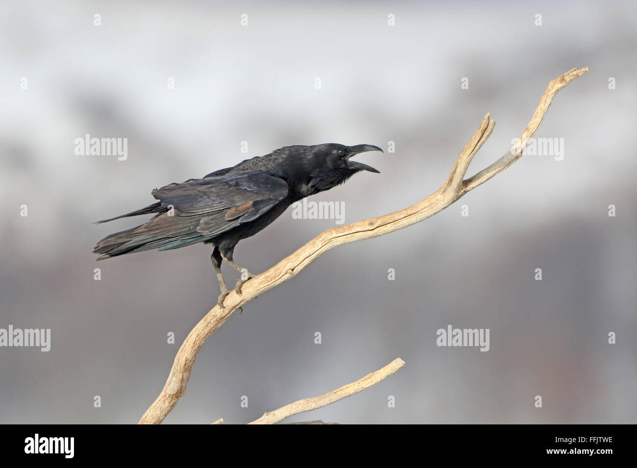 Raven común llamando desde una sucursal en Bulgaria Foto de stock