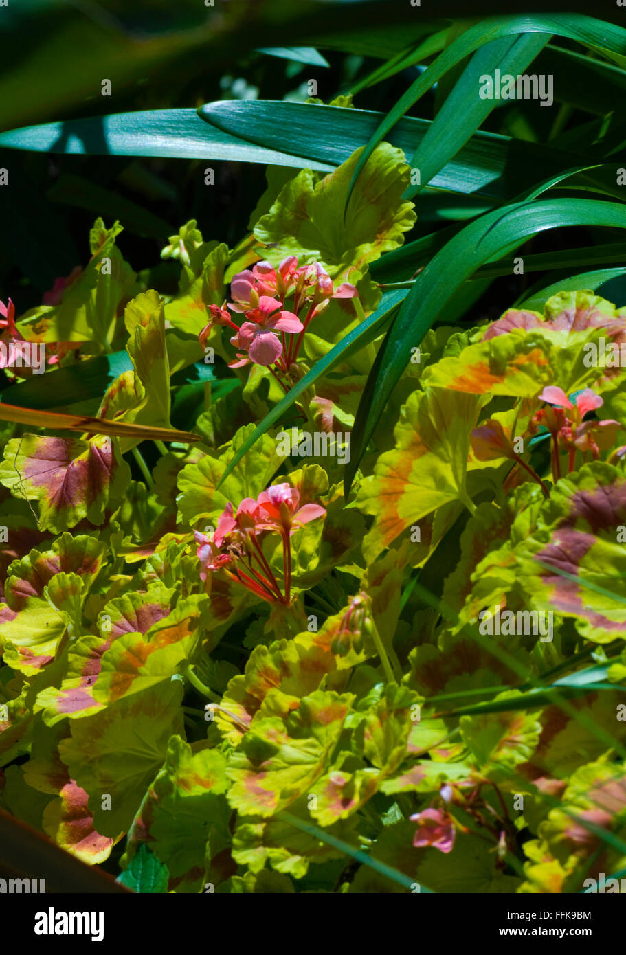 Pelargonium, Sra. Quilter, geranio, Foto de stock