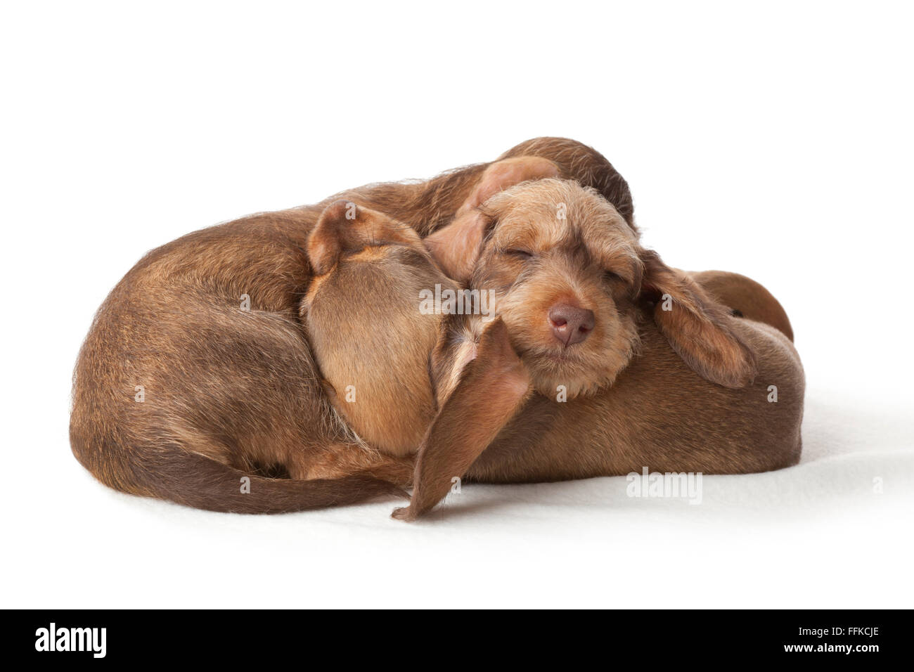 Wire-haired teckel cachorros durmiendo juntos sobre fondo blanco. Foto de stock