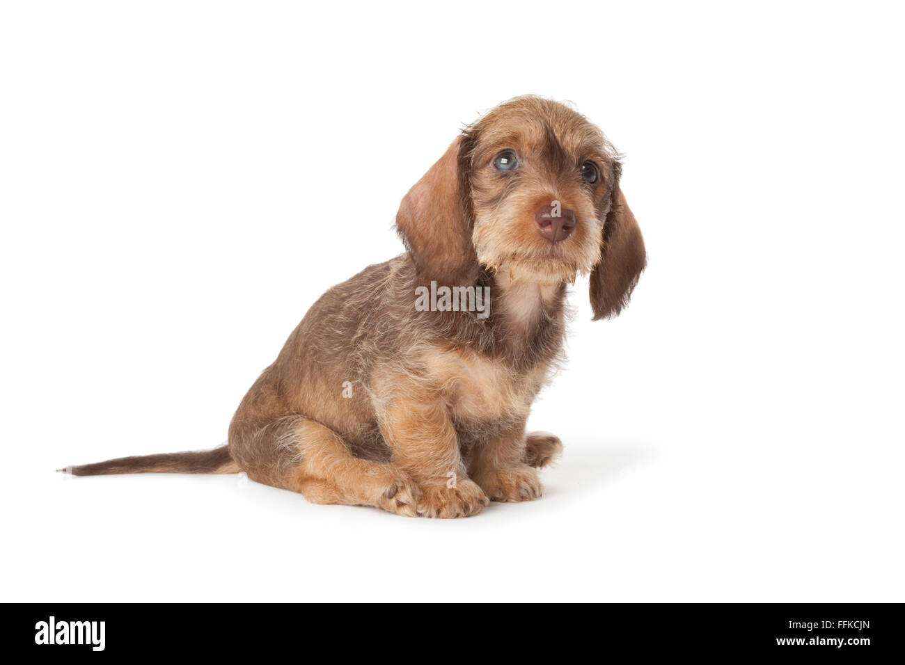 Lindo perrito Teckel de pelo de alambre sobre fondo blanco. Foto de stock