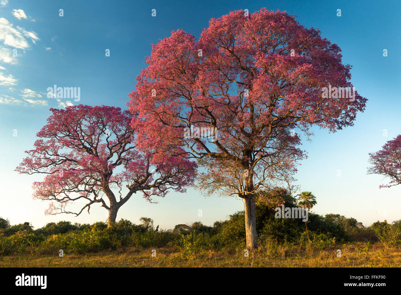 Flor de la Rosa Piuva árboles en el Pantanal. Foto de stock