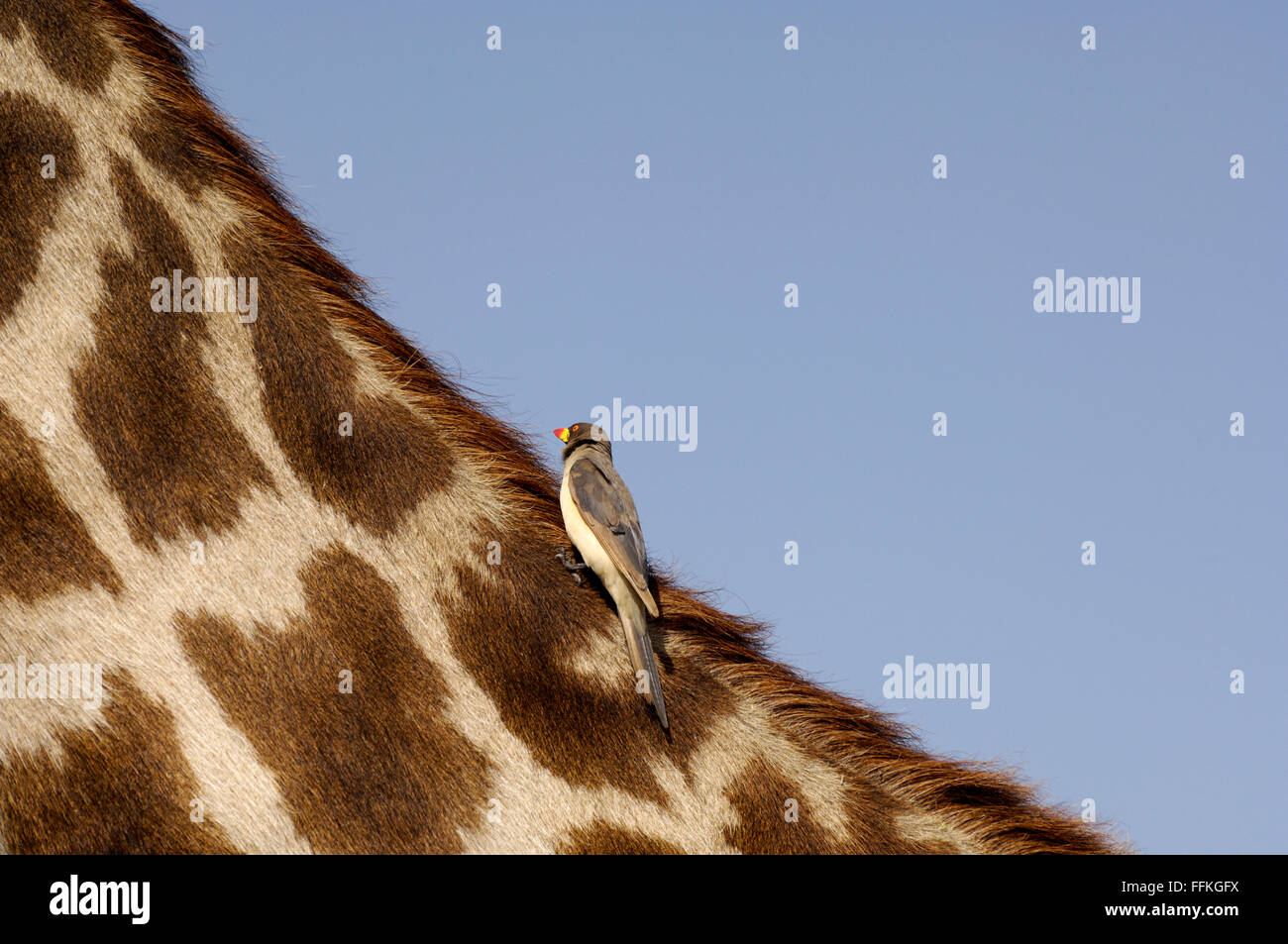 Facturó oxpecker amarillo en el cuello de una jirafa en el Serengeti Foto de stock