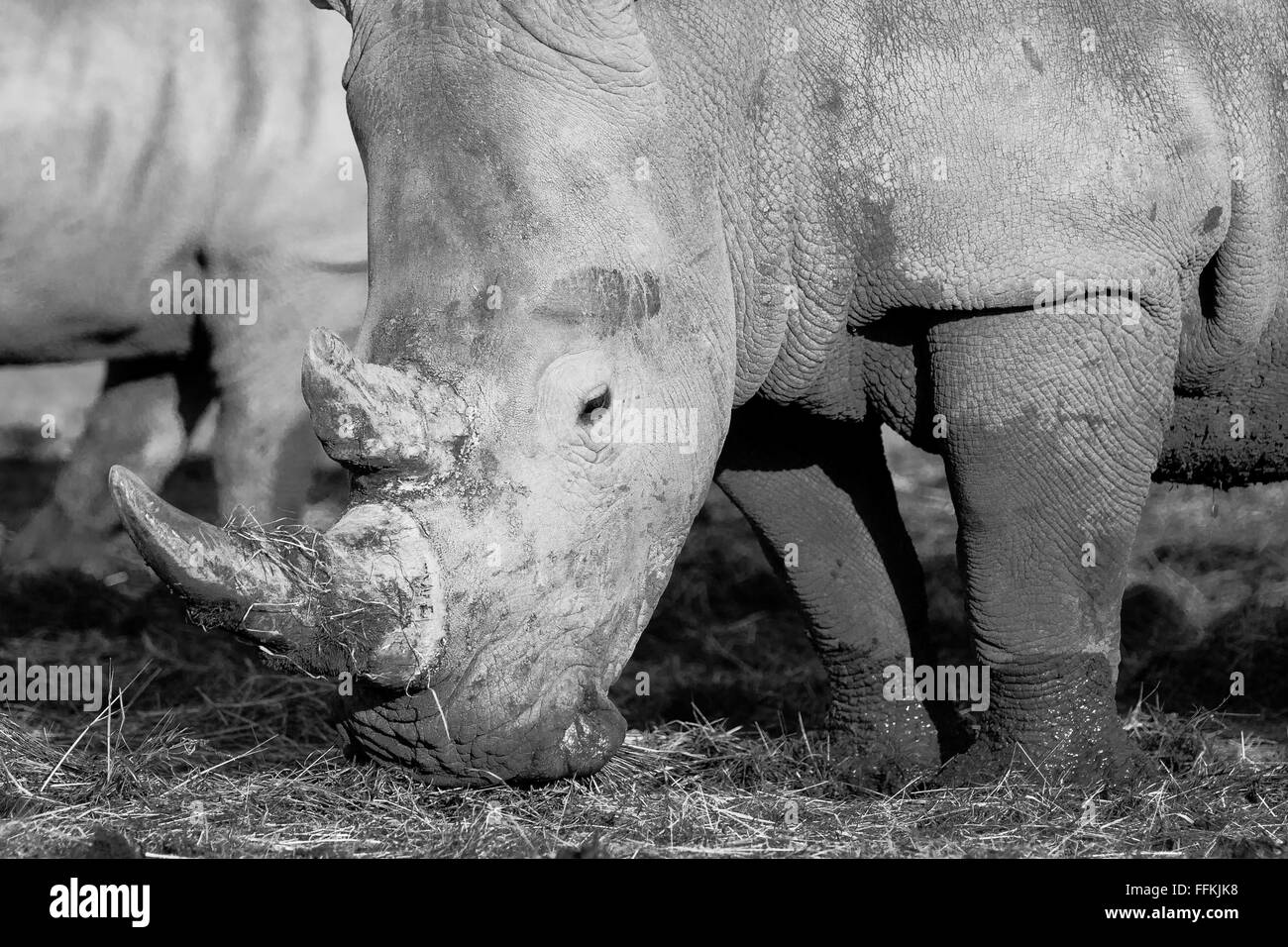 White Rhino es el mayor miembro de la familia de Rhino Foto de stock