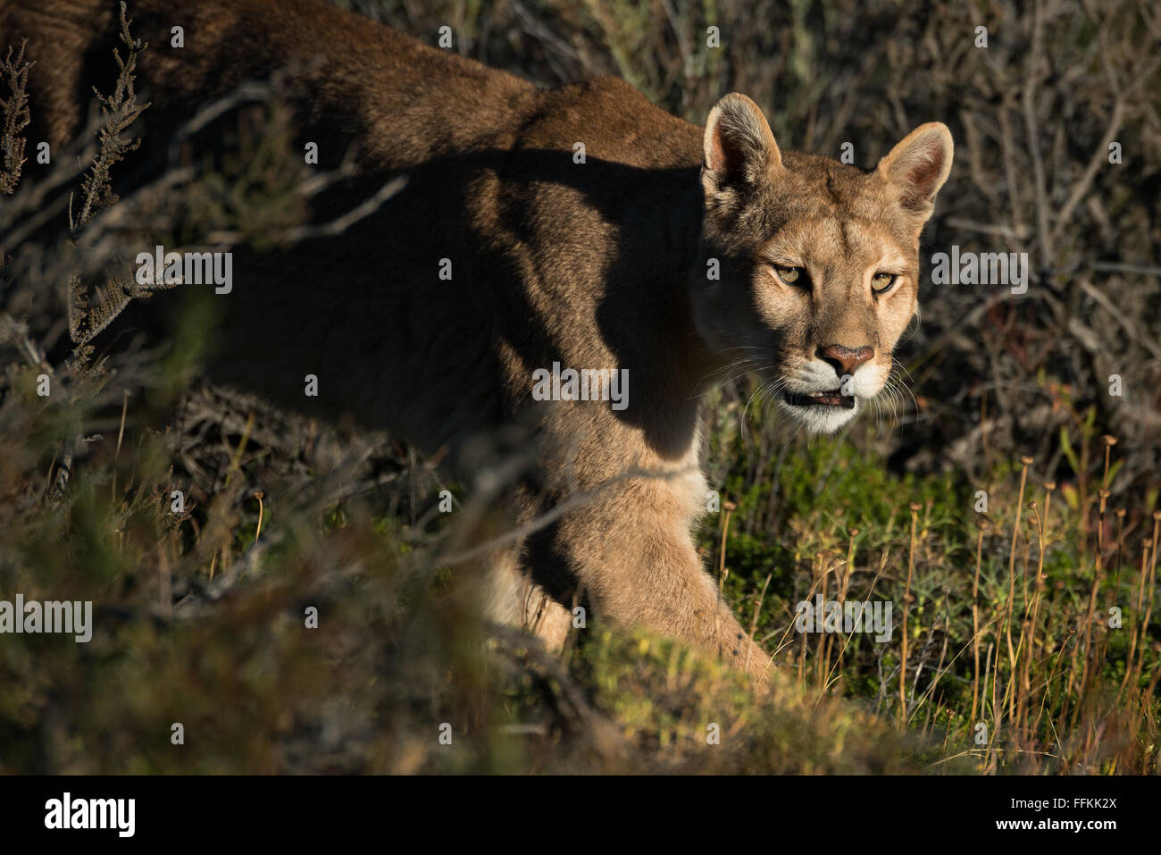 Puma salvaje fotografías e imágenes de alta resolución - Alamy