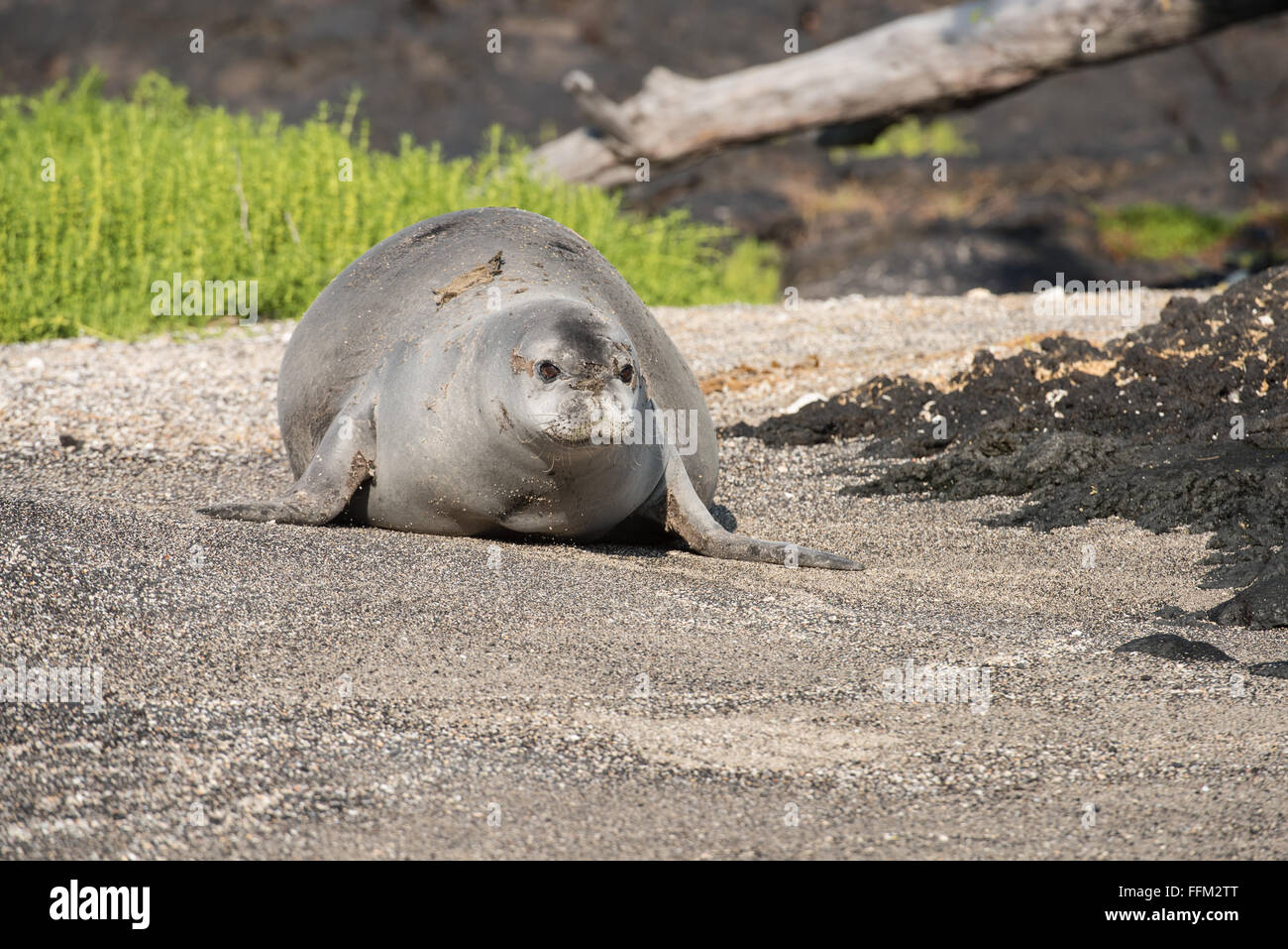 Foca monje hawaiana en movimiento fotografías e imágenes de alta