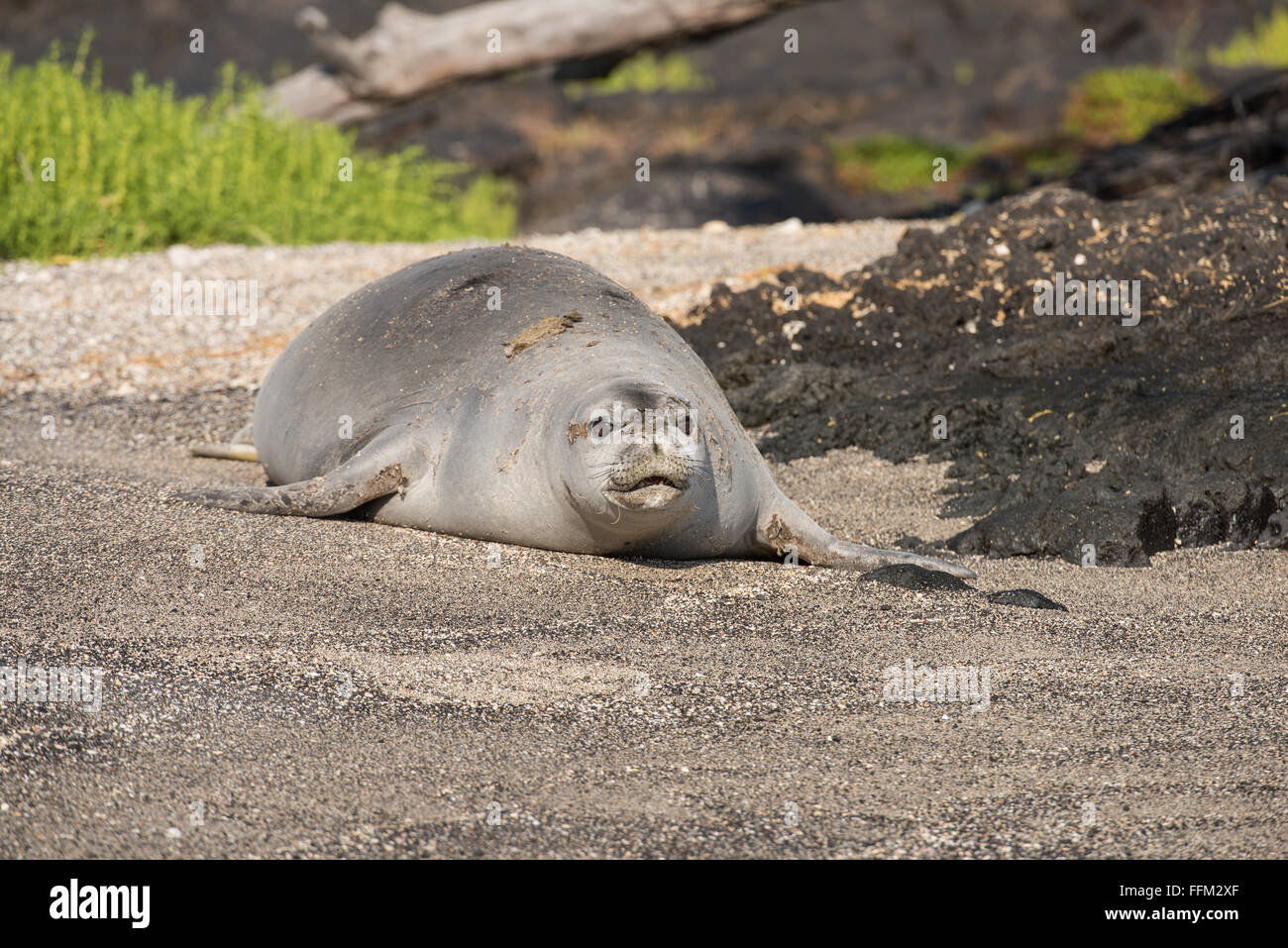 Foca monje hawaiana caminando en la playa fotografías e imágenes de