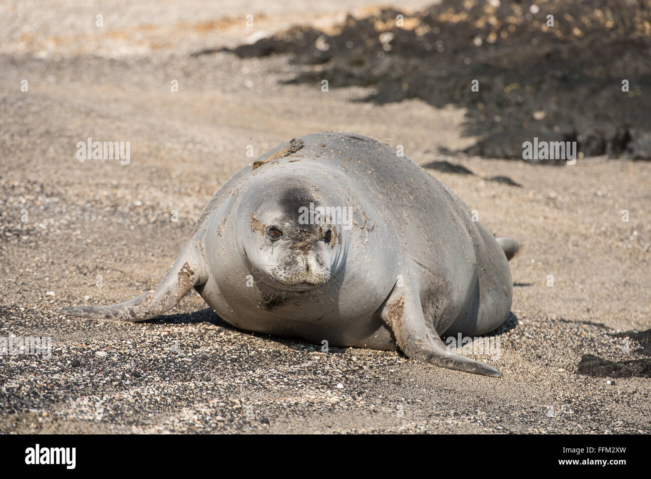 Foca monje hawaiana en movimiento fotografías e imágenes de alta