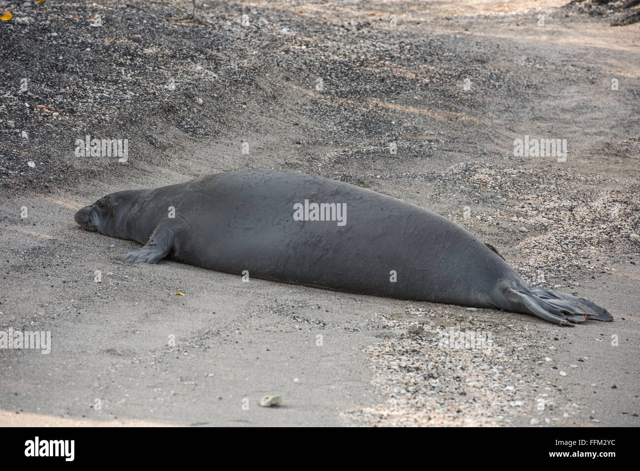 La foca monje hawaiana en la playa, la Isla Grande de Hawai Fotografía