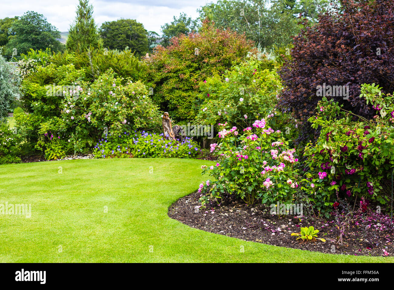 Luz preciosa rosas rosas arbustos de jardín victoriano Foto de stock