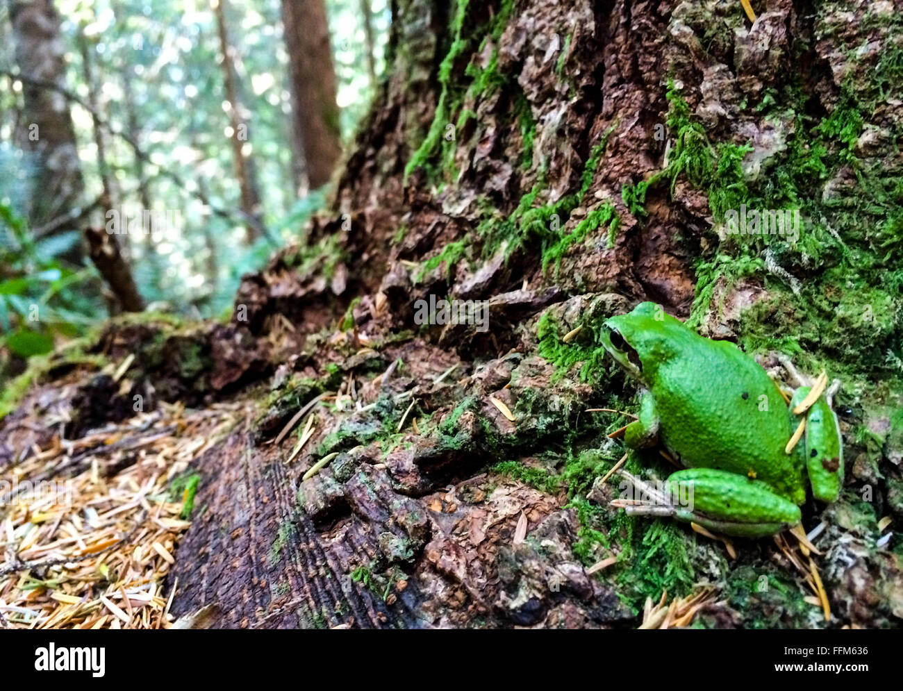 Treefrog verde en su hogar, la selva tropical en la isla de Vancouver. Foto de stock